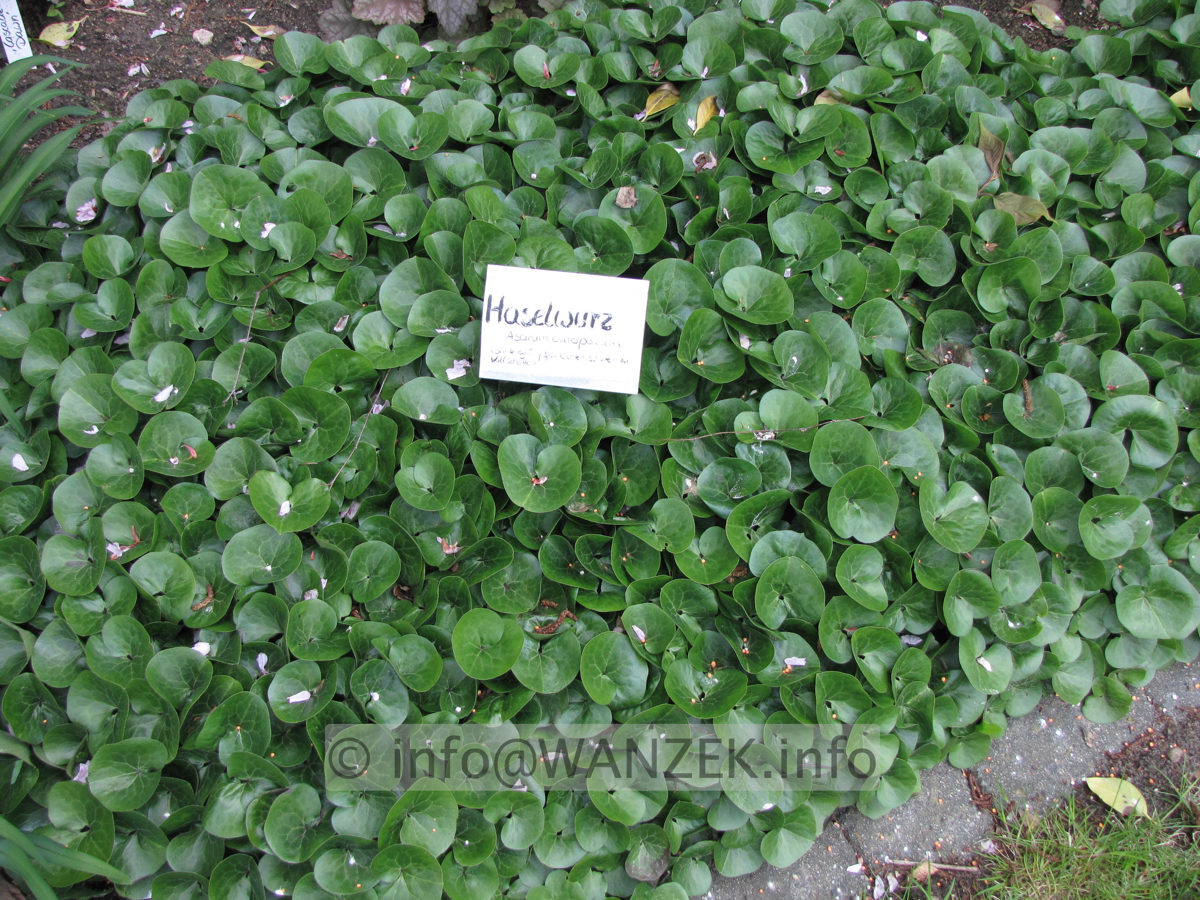 Asarum europaeum 02.JPG